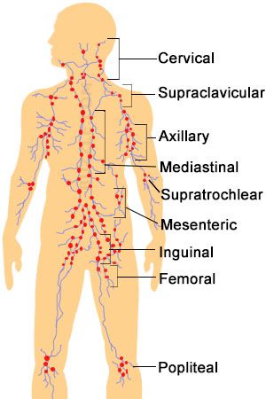 Лимфатические узлы