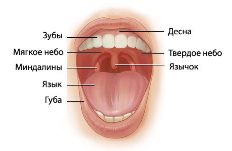 полость рта миндалины