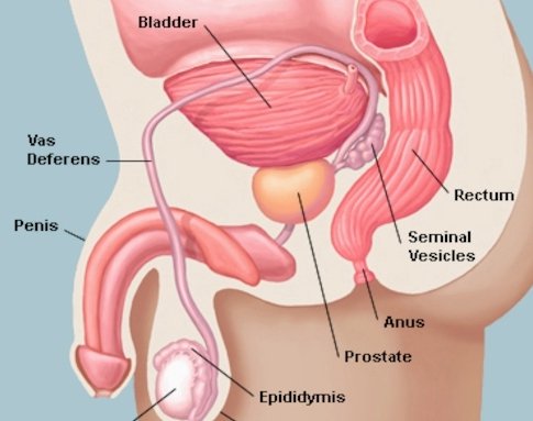 Простата или предстательная железа